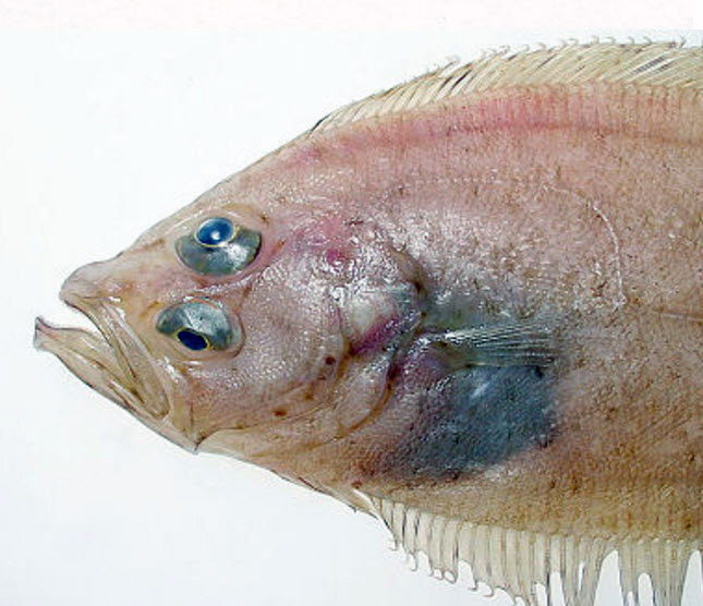 Lepidorhombus whiffiagonis_06